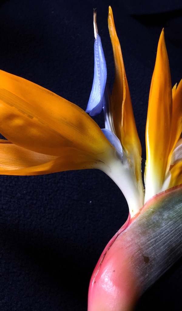 Экзотический цветок стрелиция на черном фоне