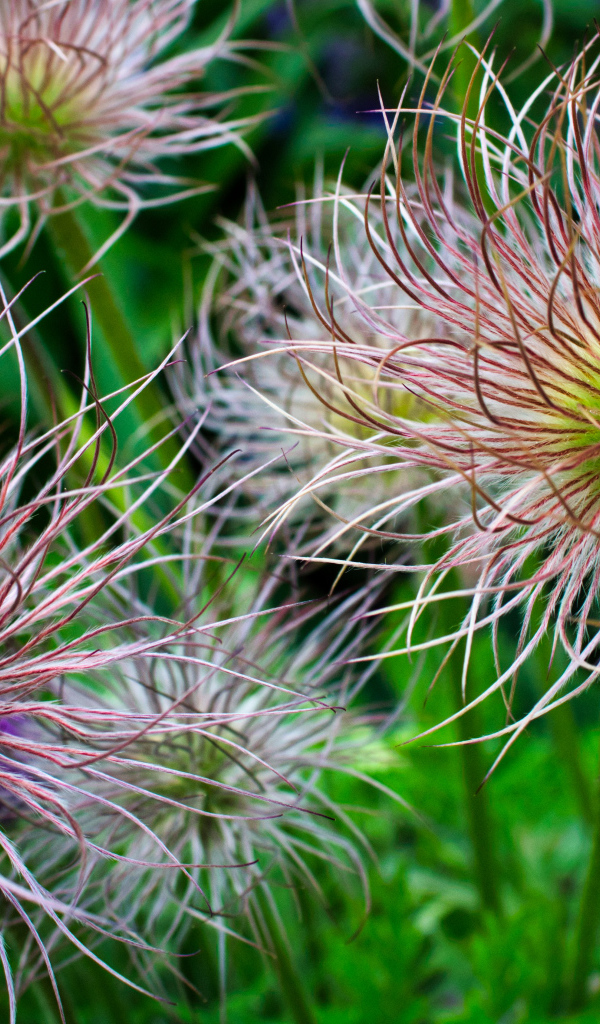 Необычные цветы на клумбе