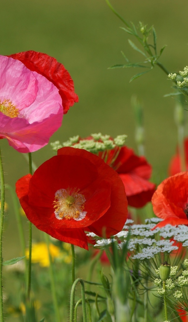 Полевые маки и кашка в поле