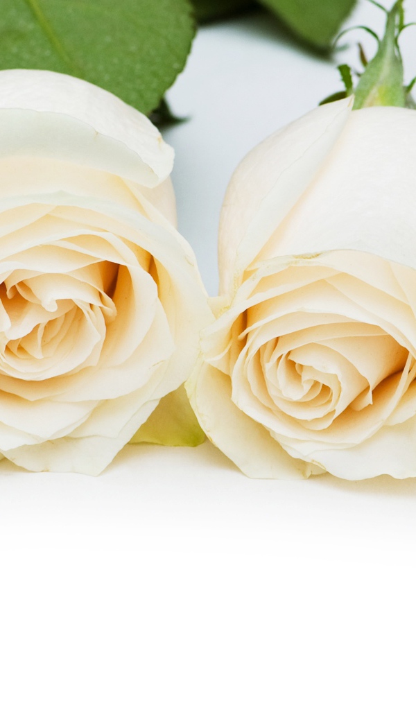 Четыре нежные белые розы на белом фоне