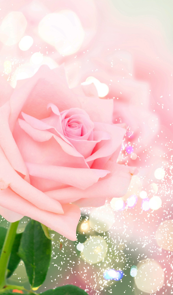 Ароматная розовая роза на ярком фоне с бликами