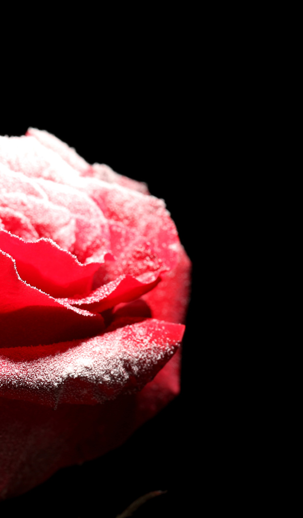 Покрытая инеем красная роза на черном фоне