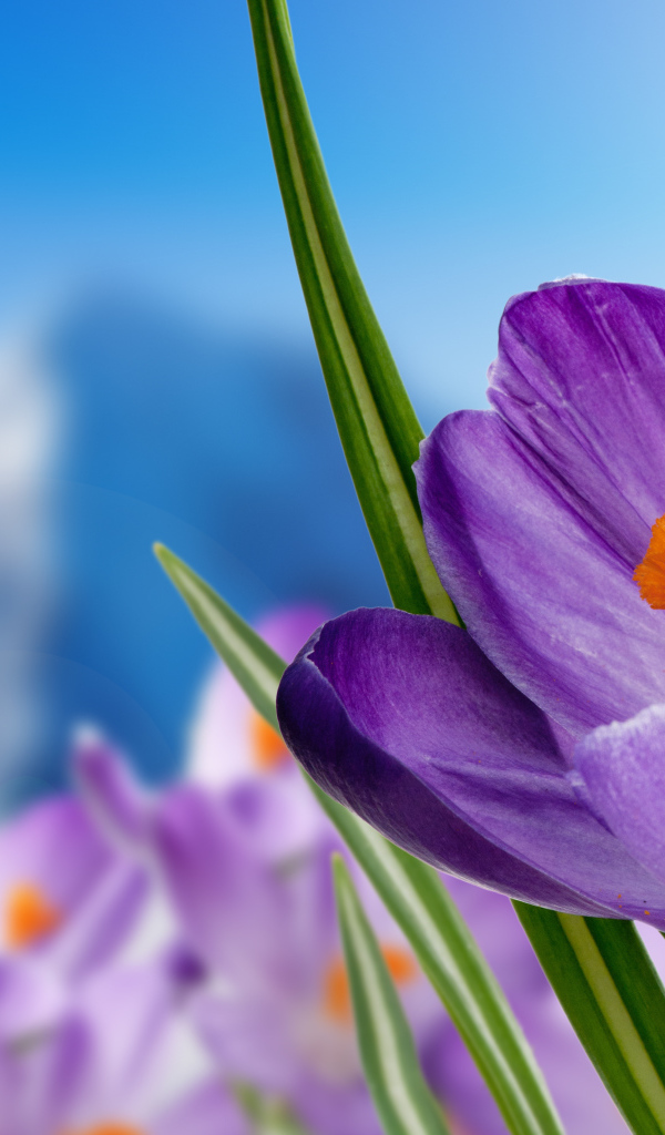 Нежный сиреневый альпийский крокус крупным планом