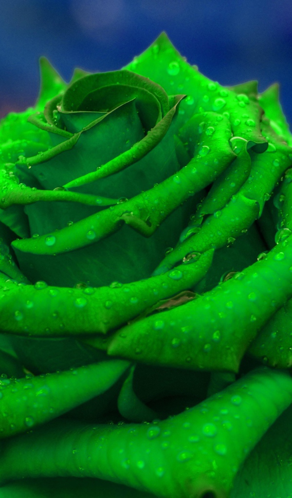 Зеленая роза  в каплях росы крупным планом
