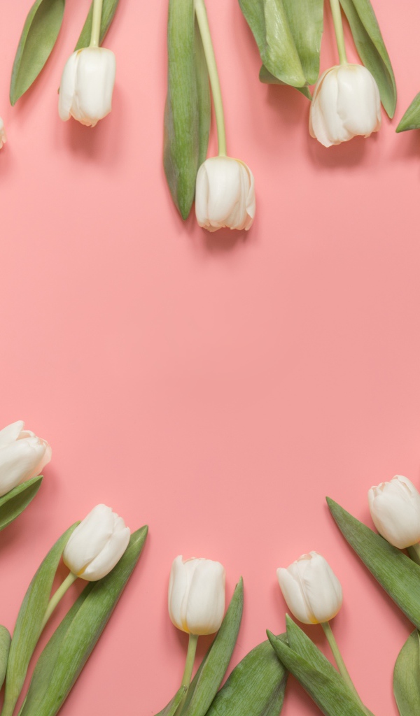 Сердце из белых тюльпанов на розовом фоне