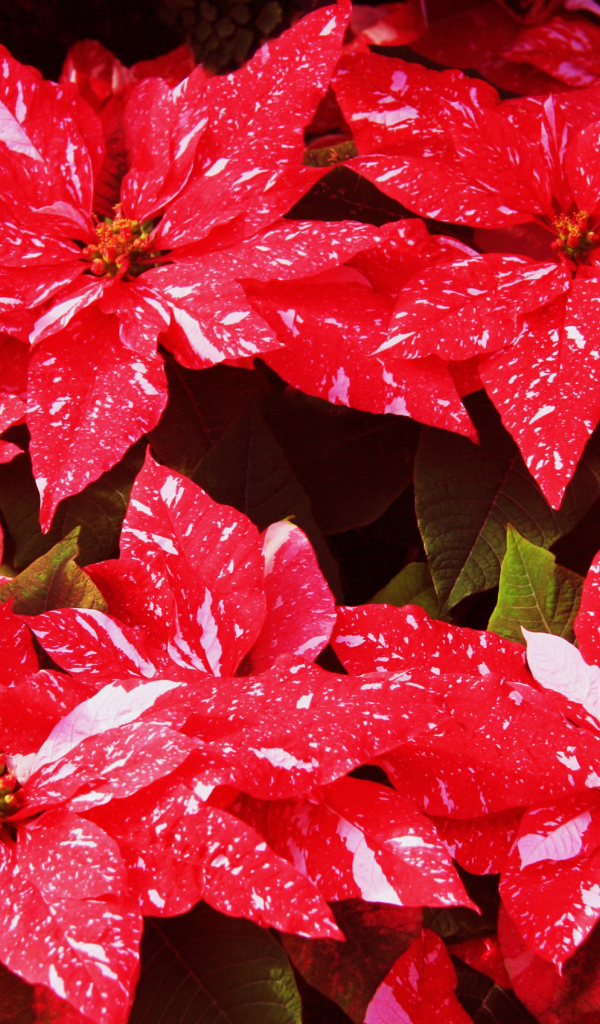 Комнатное растение молочай с красными листьями