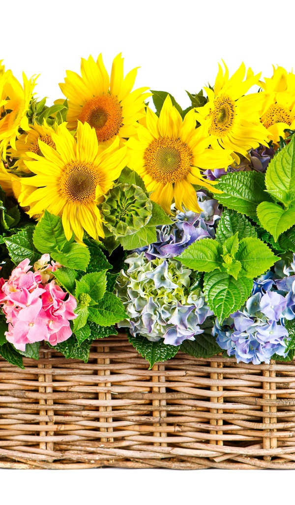 Гортензии с подсолнухами в плетеной корзине на белом фоне