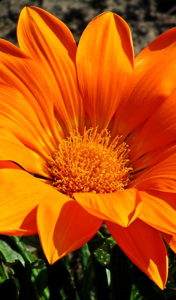 Большая оранжевая газания на клумбе