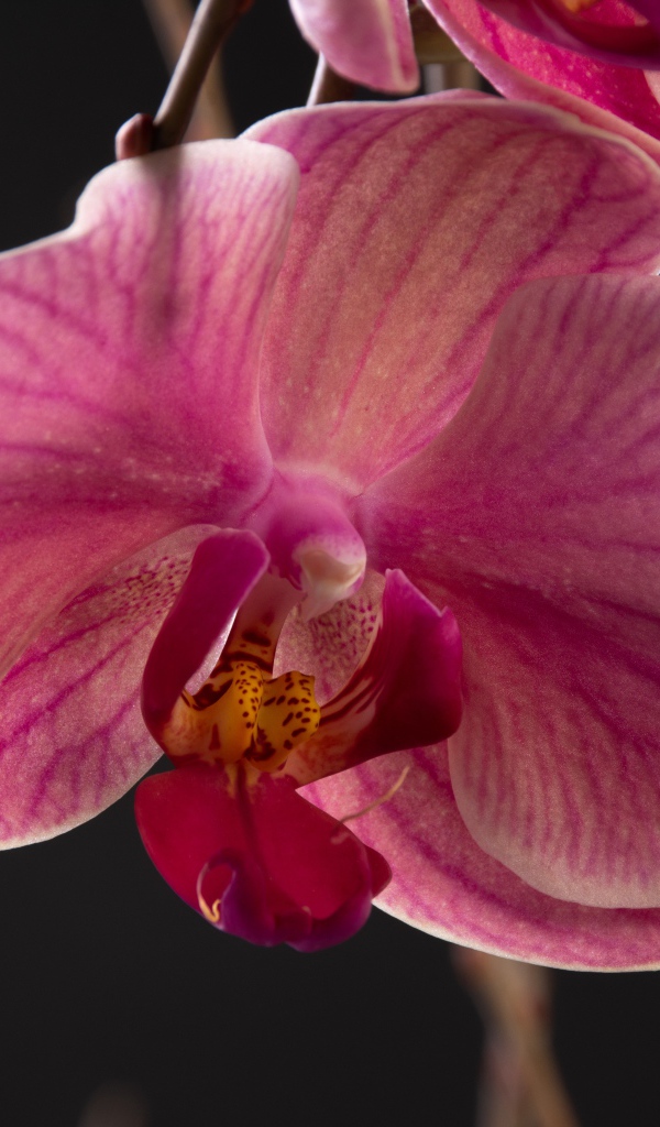 Большой розовый цветок орхидеи крупным планом