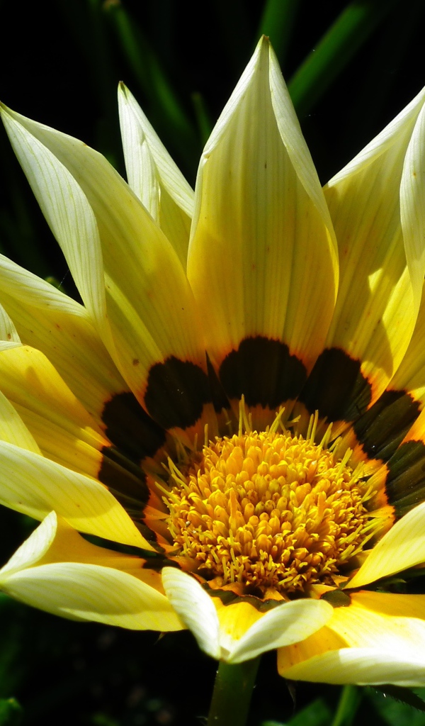 Крупная желтая газания на клумбе