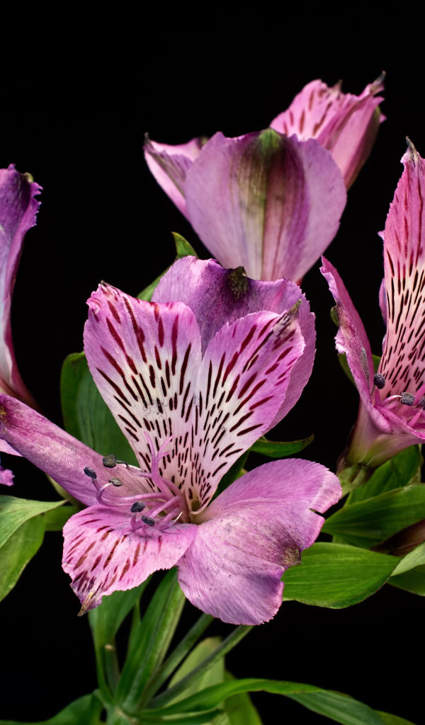 Сиреневые цветы альстромерия на черном фоне