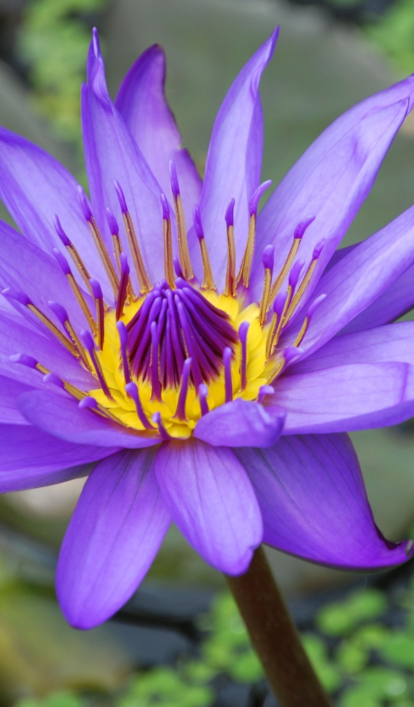 Сиреневый красивый цветок лотоса в воде