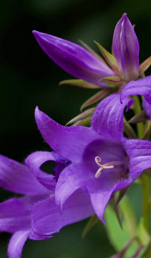 Сиреневые колокольчики крупным планом