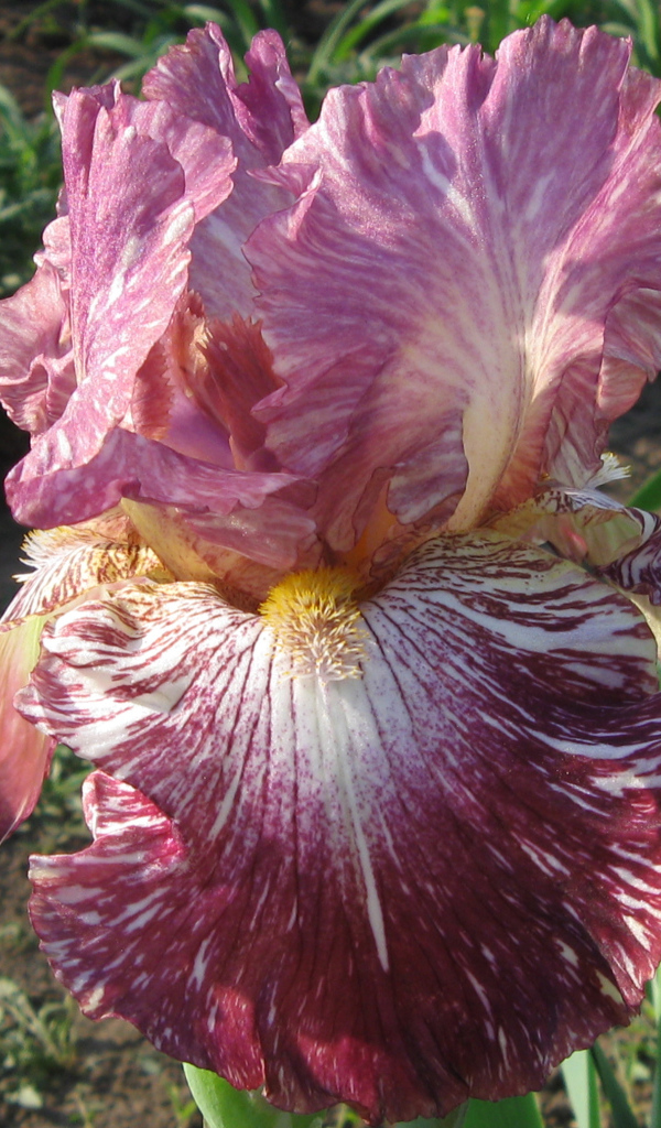 Сиреневый цветок ириса крупным планом