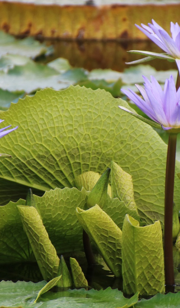 Сиреневые цветы лотоса в воде с большими зелеными листьями 