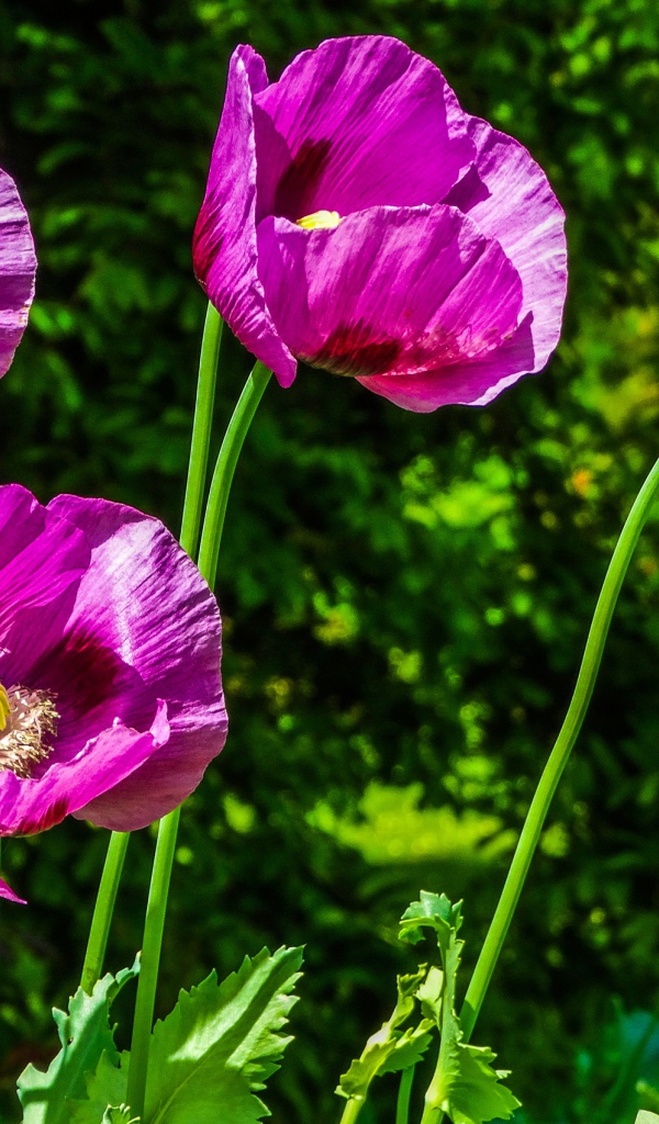 Сиреневые маки на поле в лучах солнца летом