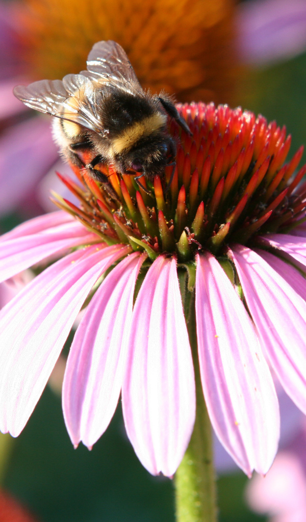 Маленькая пчела собирает нектар с цветка эхинацеи