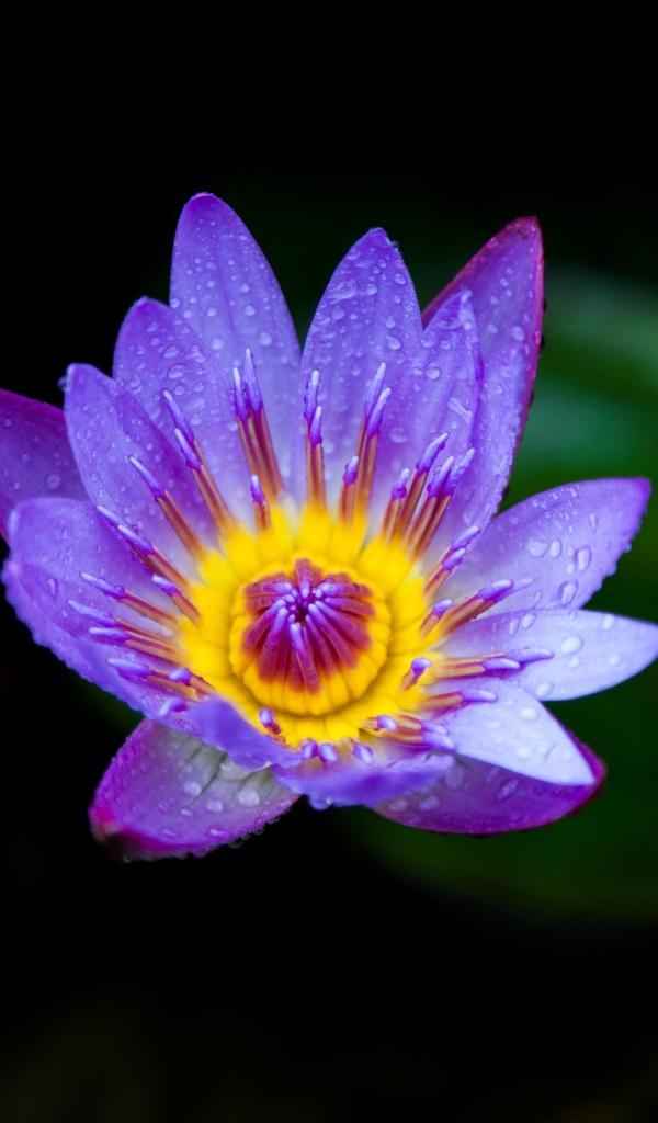 Маленькая фиолетовая водяная лилия крупным планом