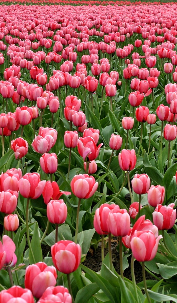 Много красивых розовых тюльпанов на поле