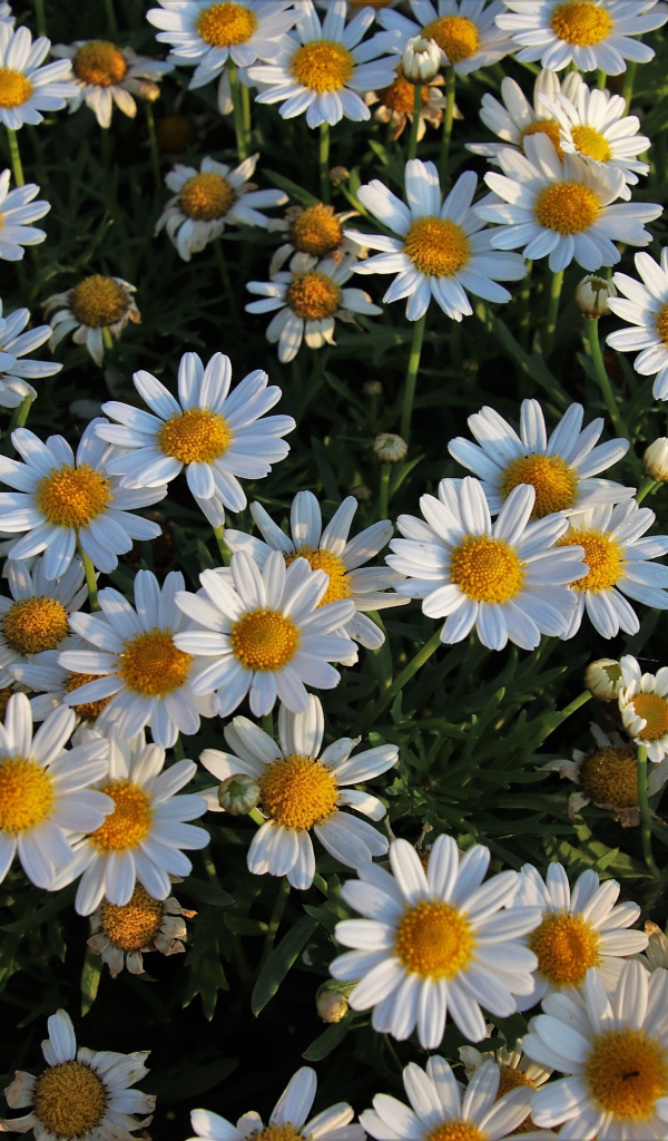 Много маленьких белых ромашек на клумбе