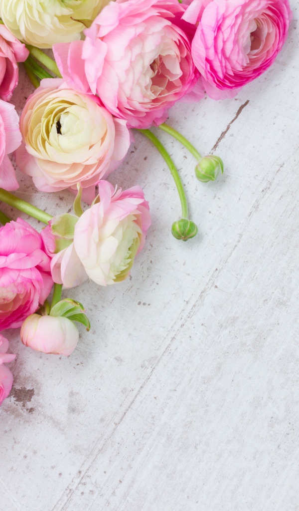 Много розовых лютиков на сером столе