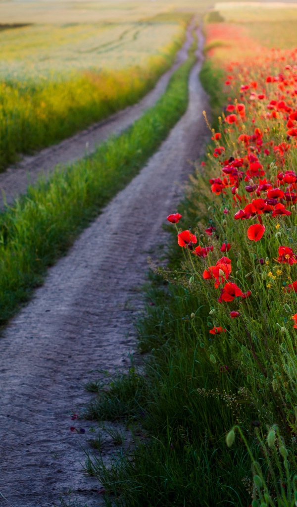 Много красных маков в поле у дороги