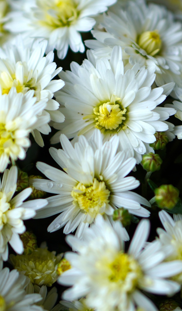 Много белых хризантем крупным планом