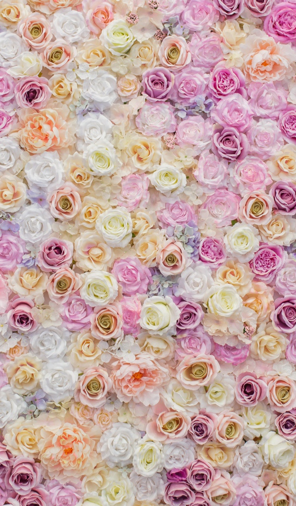 Много красивых разноцветных роз вид сверху