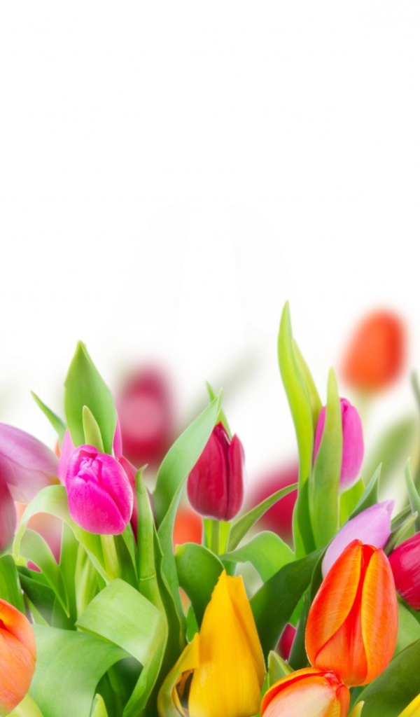 Много красивых разноцветных тюльпаном фон для открытки