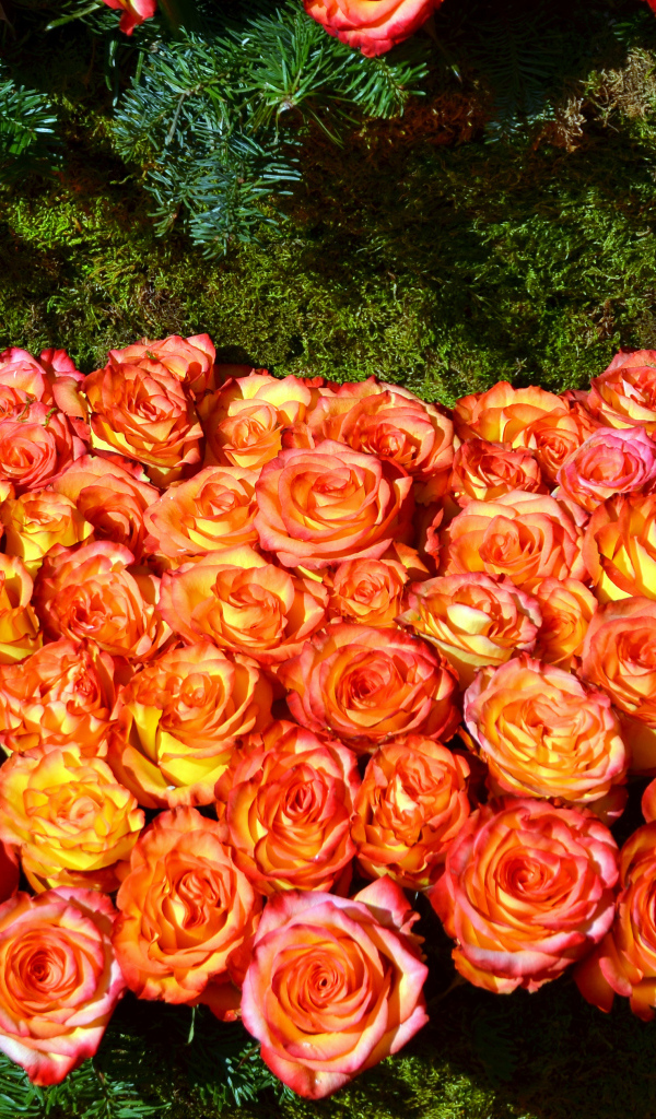 Много красивых оранжевых роз