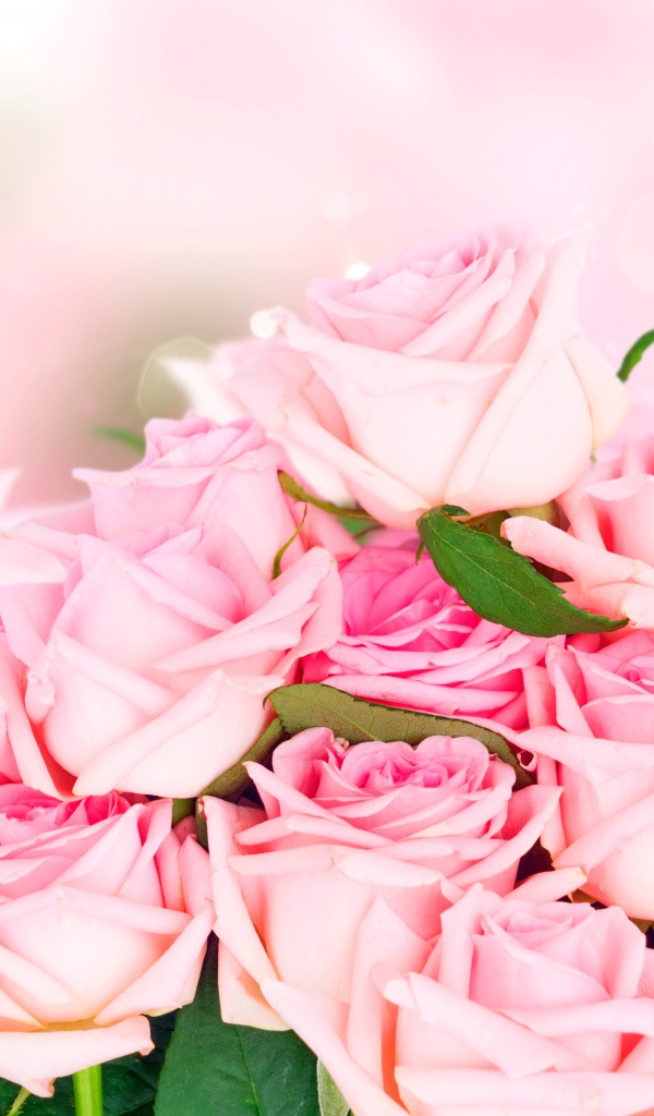 Много красивых розовых роз, фон 