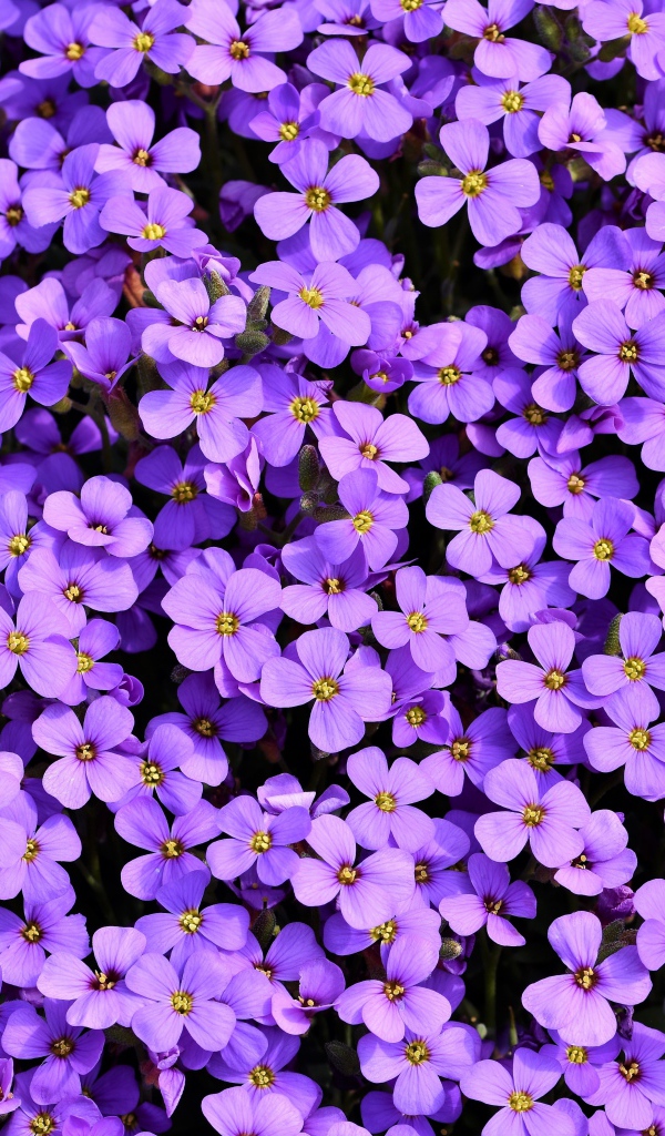 Много красивых мелких цветом обриета