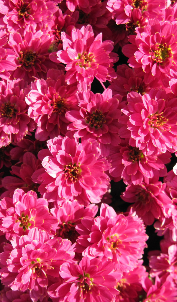 Много красивых нежных розовых хризантем крупным планом