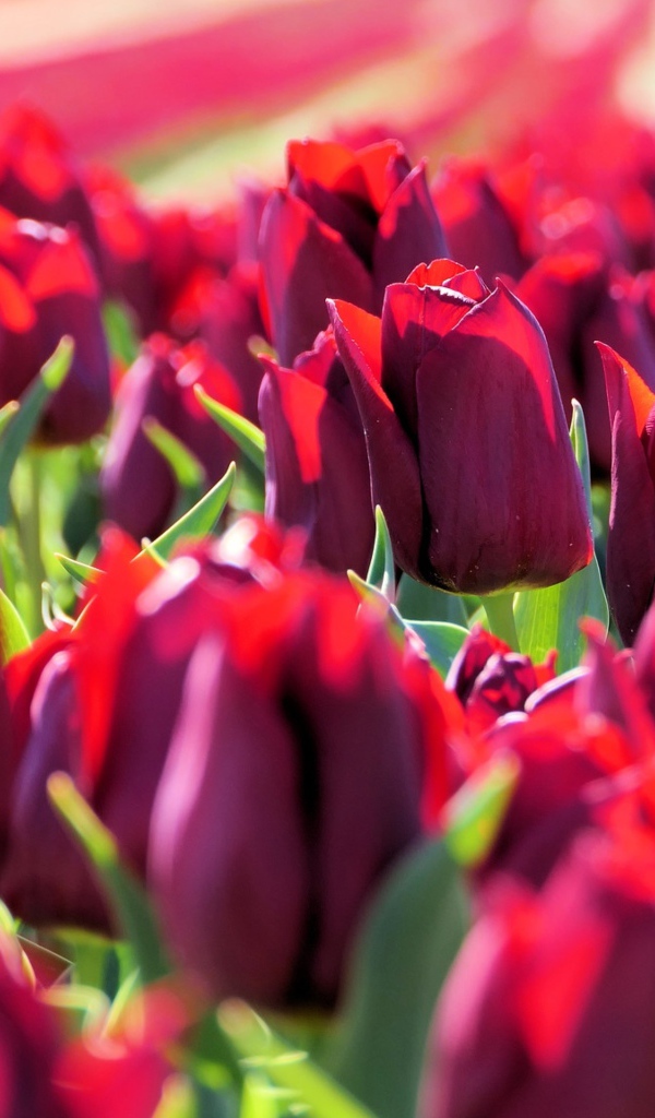 Много тюльпанов бордового цвета в лучах солнца