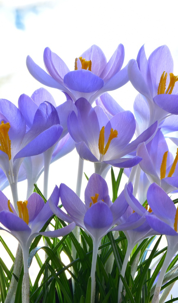 Много нежных сиреневых цветов крокуса 