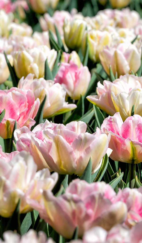 Много нежных розовых тюльпанов на клумбе крупным планом