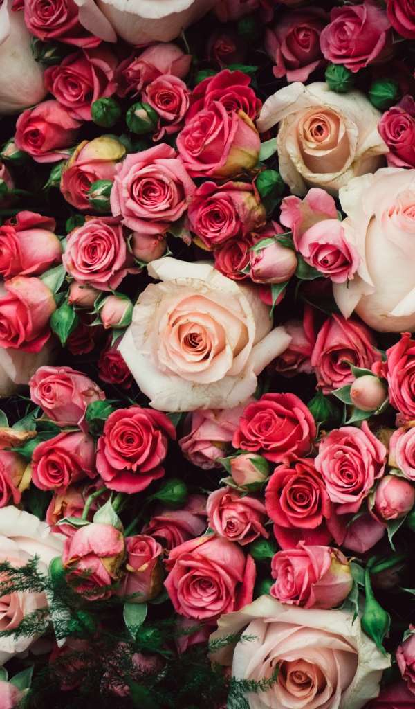 Много разноцветных роз крупным планом