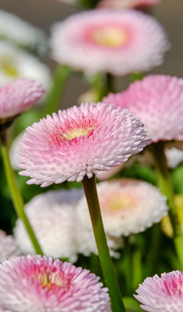 Много розовых маргариток на клумбе