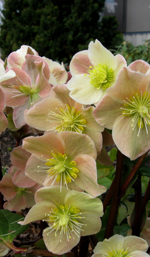 Много розовых цветов морозника крупным планом