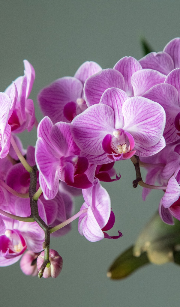 Много розовых цветов орхидеи на сером фоне