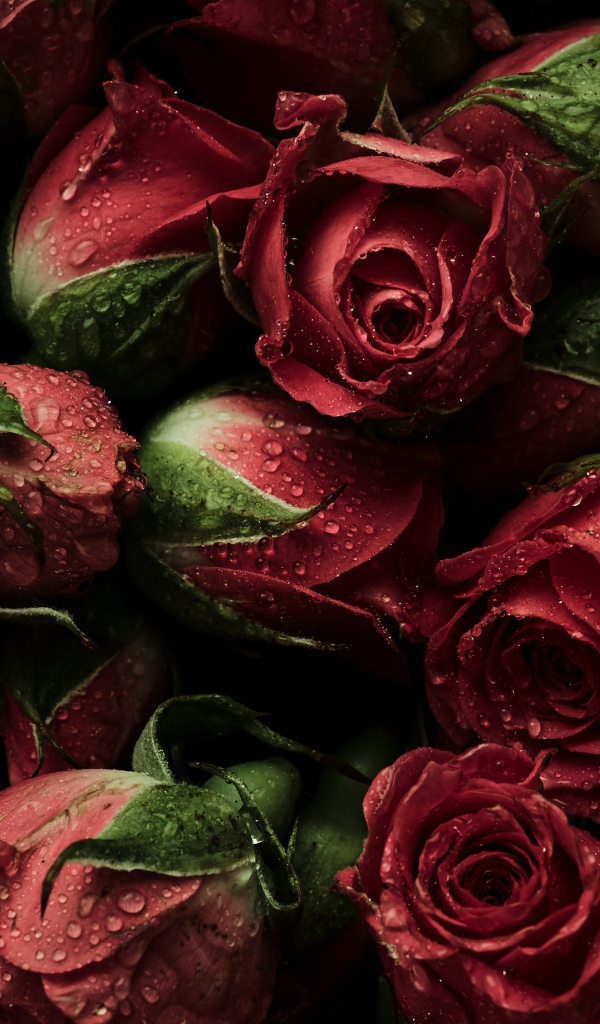 Много розовых роз в каплях воды крупным планом