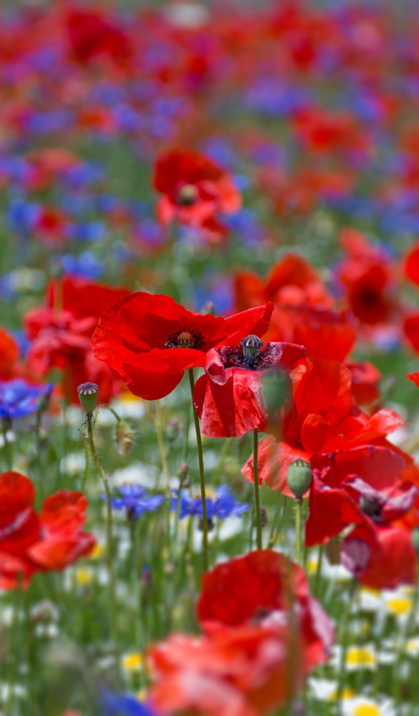 Много красных маков на поле летом