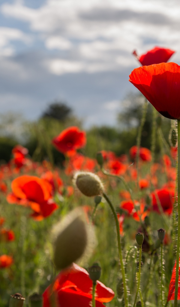 Много красных маков на поле с бутонами