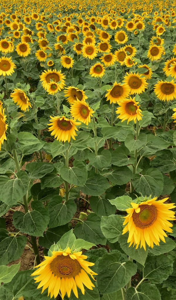 Много желтых цветущих подсолнухов на поле