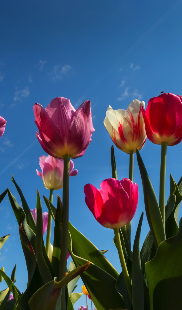Разноцветные тюльпаны в лучах солнца под голубым небом