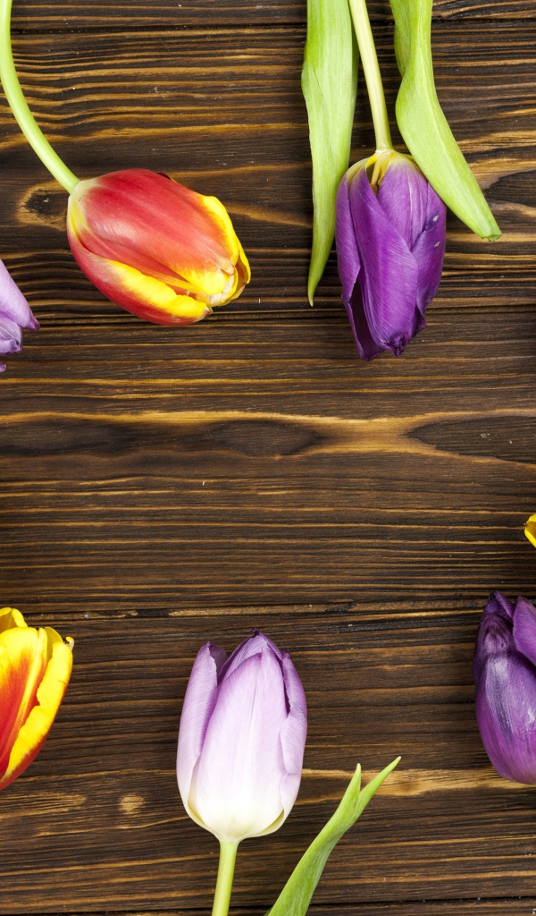 Разноцветные тюльпаны на деревянном фоне