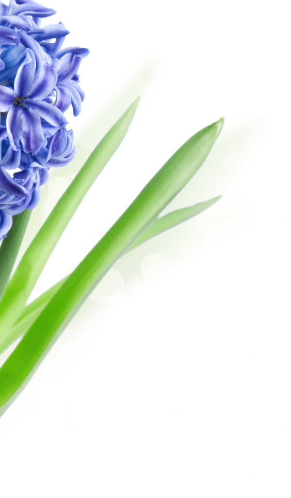 Один цветок голубого гиацинта на белом фоне