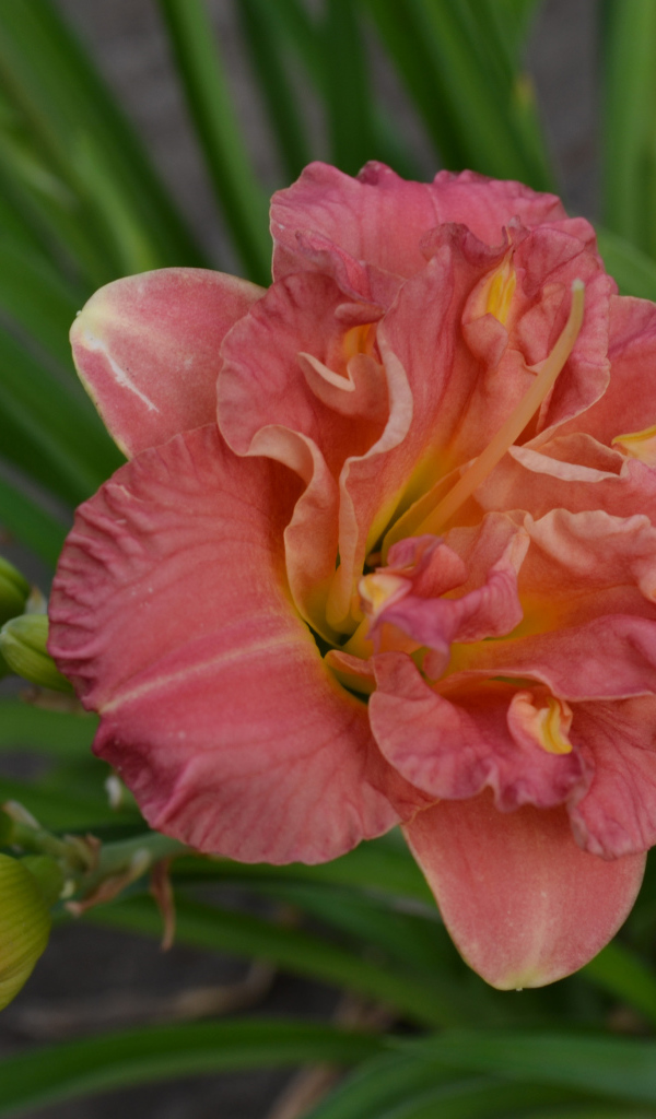 Оранжевая лилия с зелеными листьями и бутонами