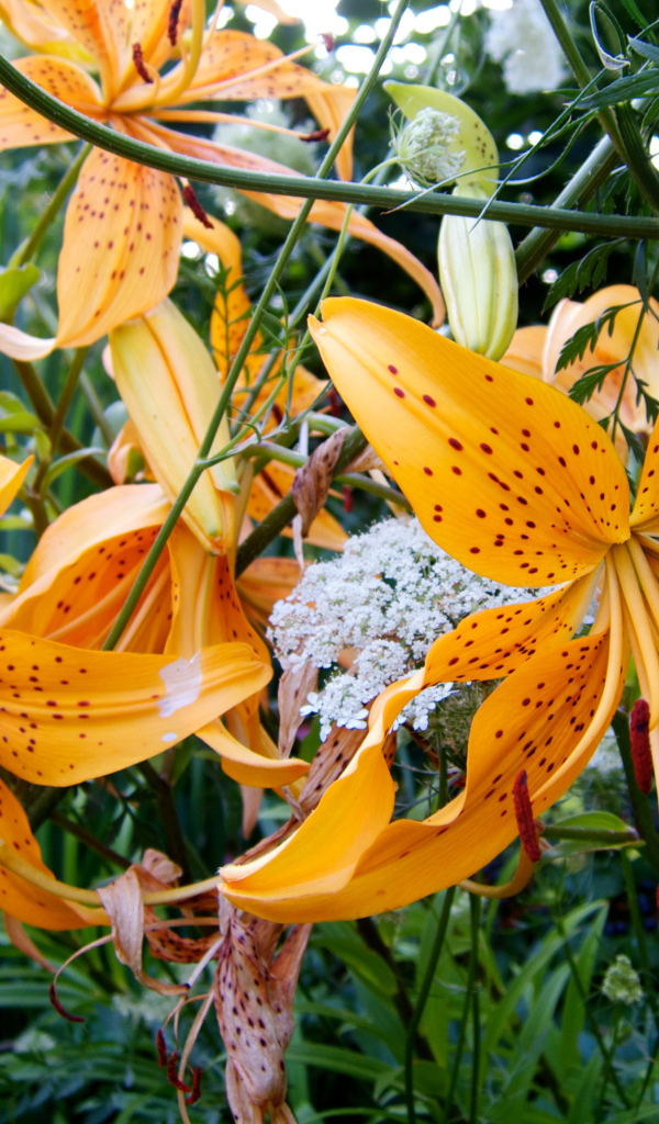 Оранжевые пятнистые тигровые лилии на клумбе