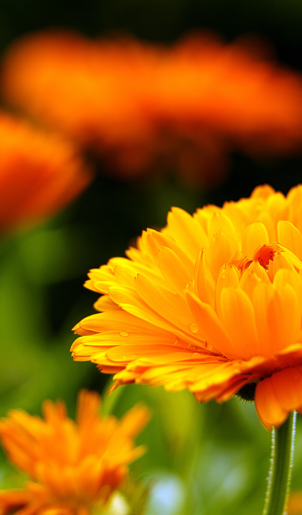 Оранжевый красивый цветок календулы крупным планом